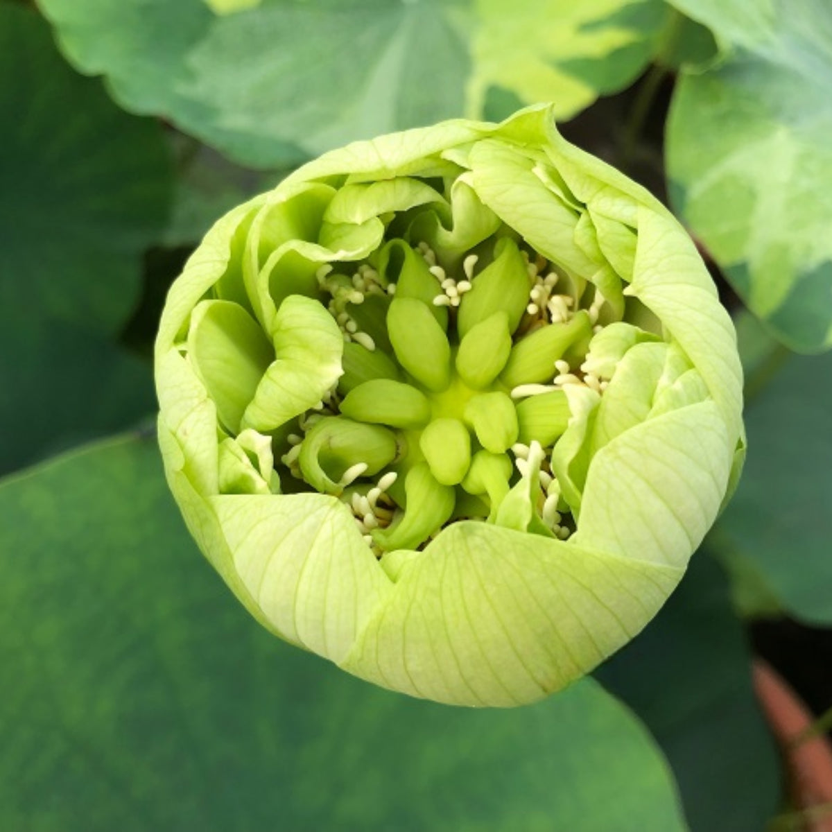 5+ Rare Seeds - Gold & Jade Peony Lotus Seeds