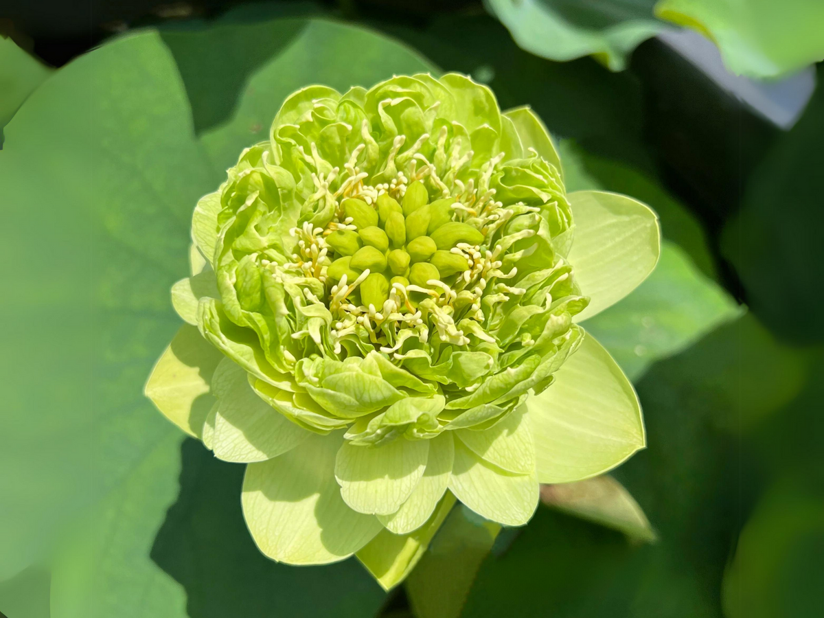 5+ Rare Seeds| Gold &Jade Peony Lotus Seeds - Indian Lotus (Nelumbo nucifera) Seeds #Q066
