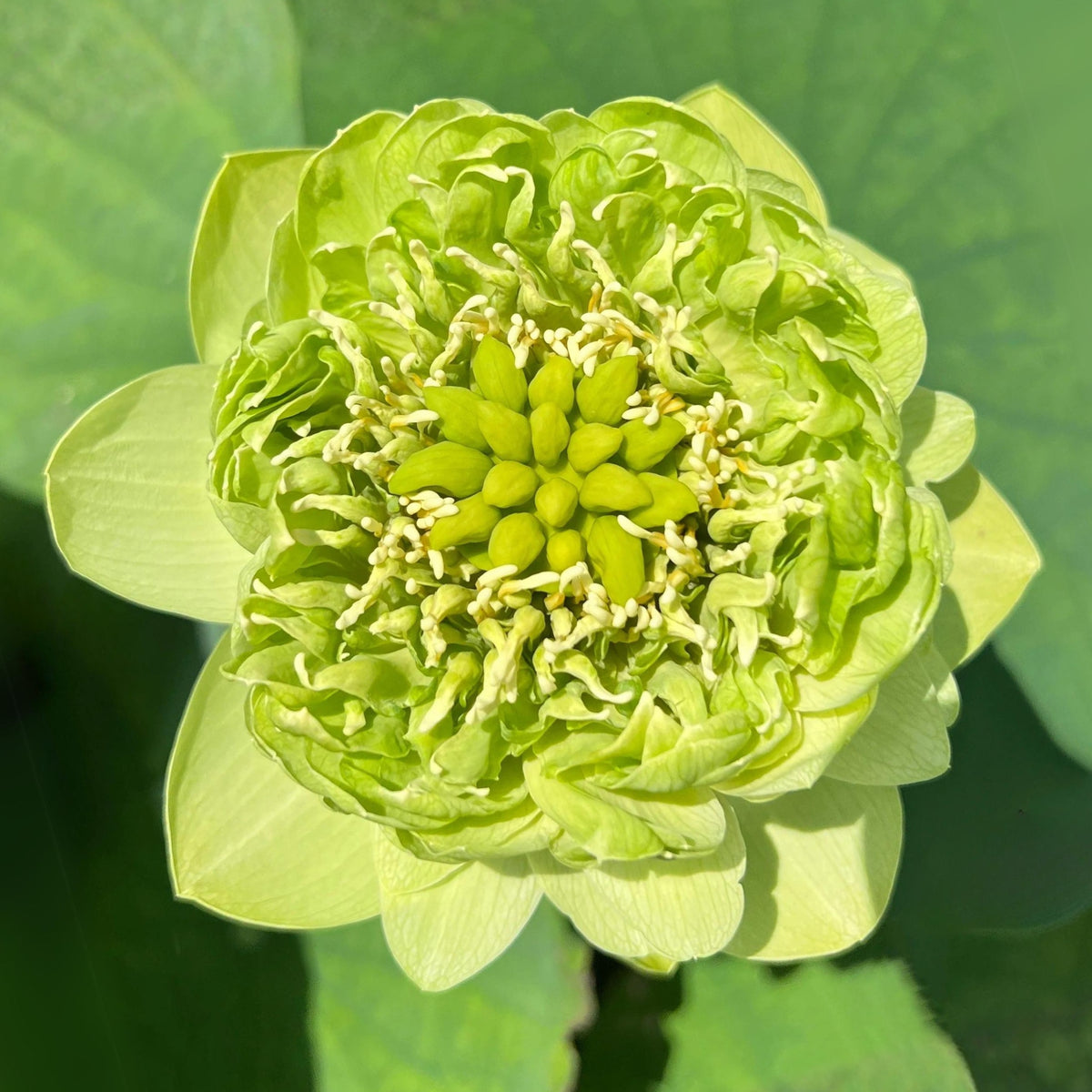 5+ Rare Seeds - Gold & Jade Peony Lotus Seeds
