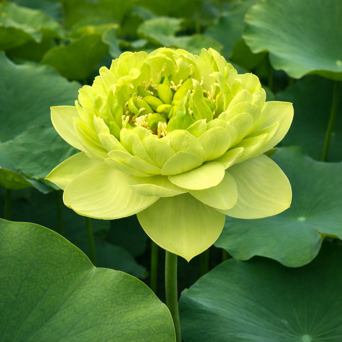 5+ Rare Seeds - Gold & Jade Peony Lotus Seeds