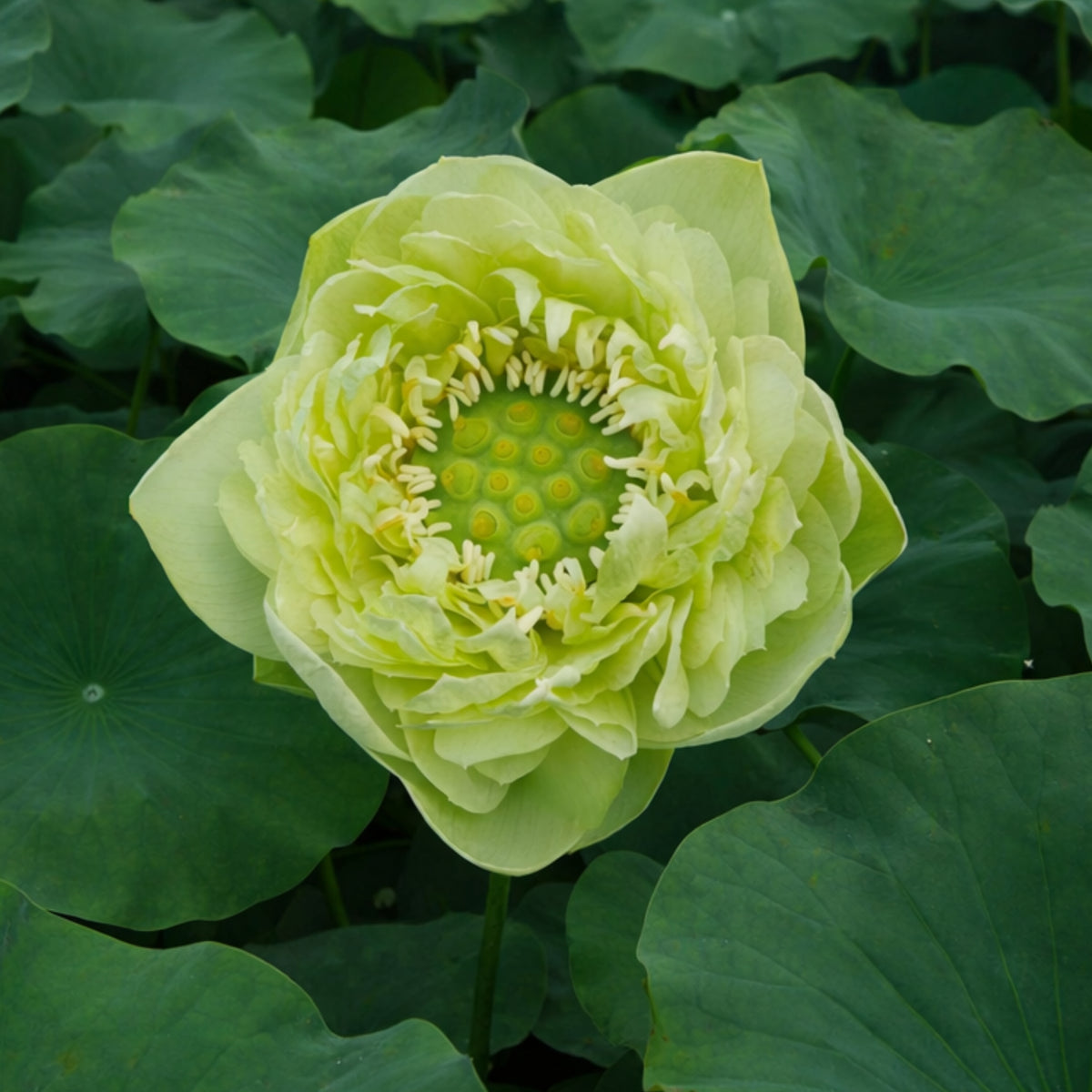 5+ Rare Seeds - Gold & Jade Peony Lotus Seeds