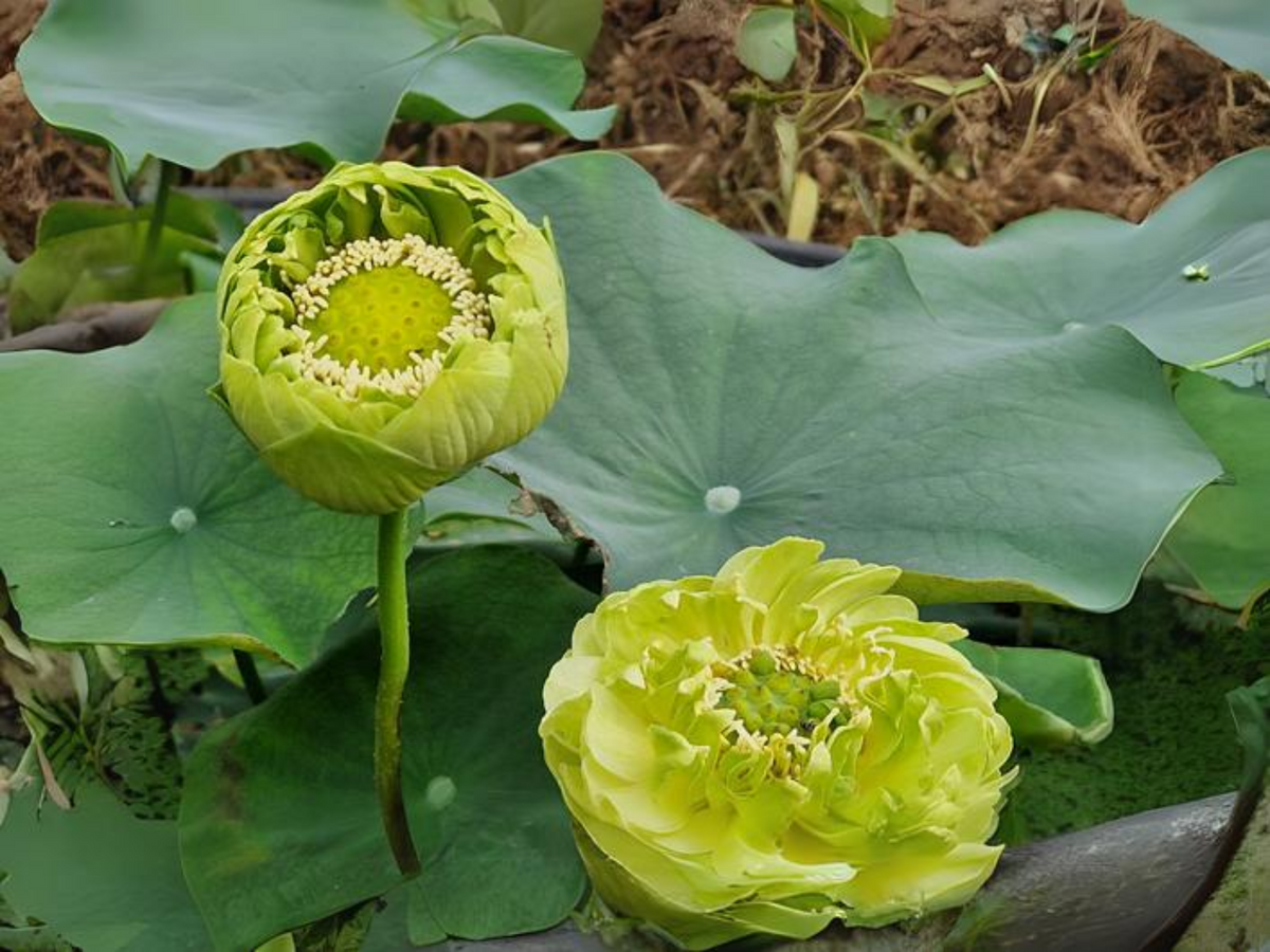 5+ Rare Seeds| Gold &Jade Peony Lotus Seeds - Indian Lotus (Nelumbo nucifera) Seeds #Q066