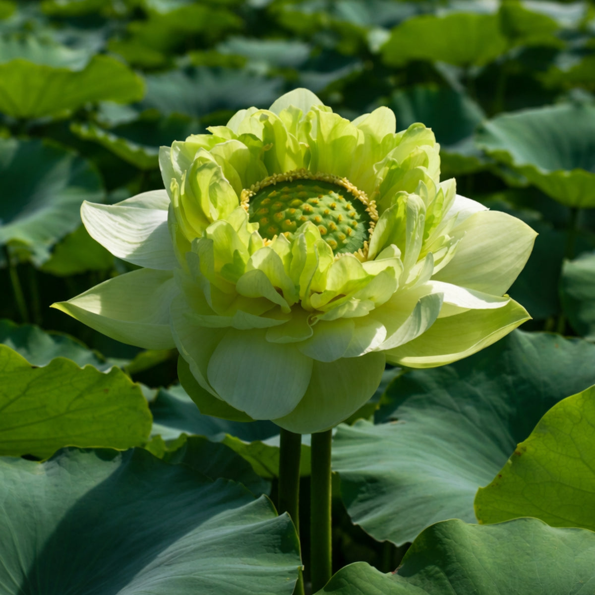 5+ Rare Seeds - Gold & Jade Peony Lotus Seeds