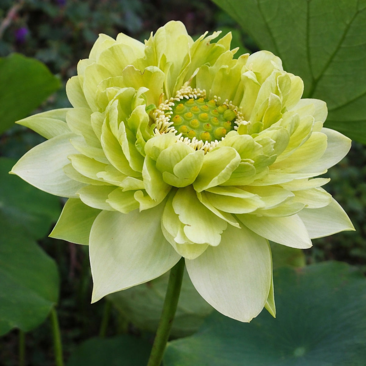 5+ Rare Seeds - Gold & Jade Peony Lotus Seeds