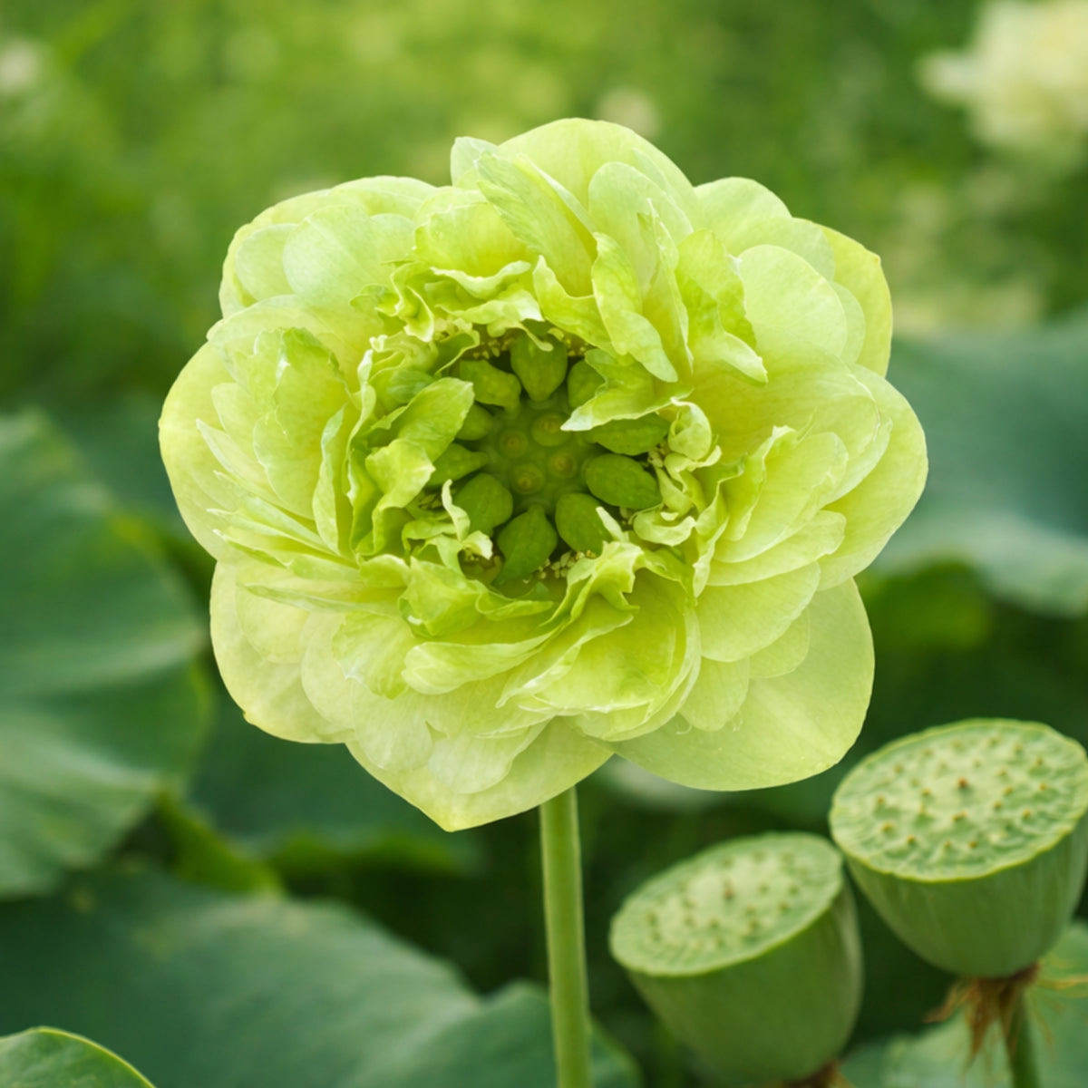 5+ Rare Seeds - Gold & Jade Peony Lotus Seeds