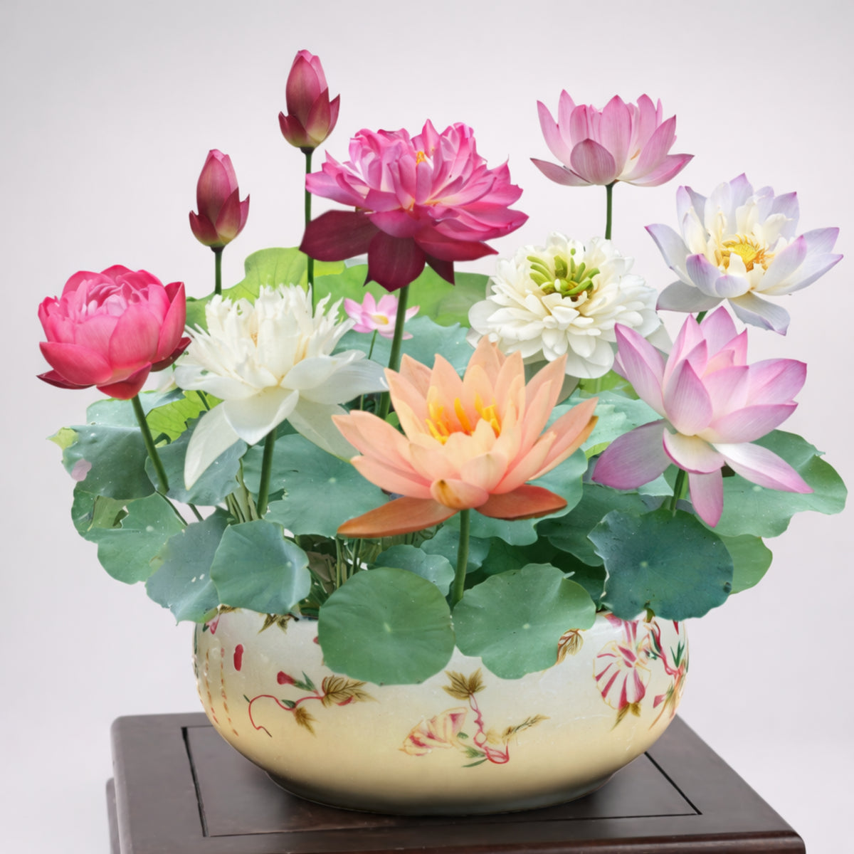 5+ Rare Seeds - Mix Colour Mini Lotus Seeds, Edible Seeds & Roots