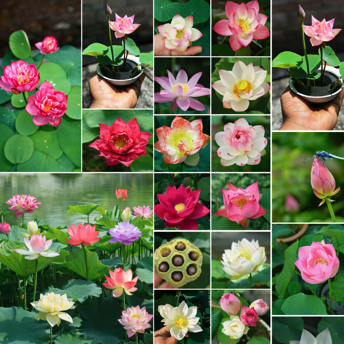 5+ Rare Seeds - Mix Colour Mini Lotus Seeds, Edible Seeds & Roots