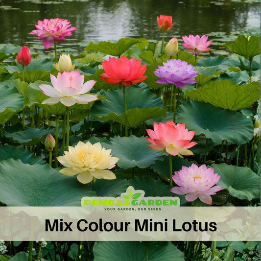 5+ Rare Seeds - Mix Colour Mini Lotus Seeds, Edible Seeds & Roots
