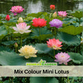 5+ Rare Seeds| Mix Colour Mini Lotus Seeds - Indian Lotus (Nelumbo nucifera) Seeds- Aquatic Perennial Water Plant with Fragrant Flowers, Edible Seeds & Roots, Egyptian Lotus, Bean of India, Ornamental Pond & Container Plant #Q067
