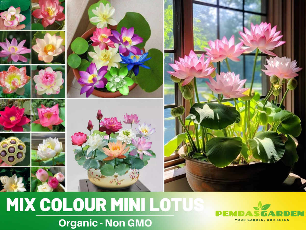 Mini Fall Lotus 5+ Rare Seeds| Mix Colour Mini Lotus Seeds - Indian Lotus (Nelumbo nuc ...