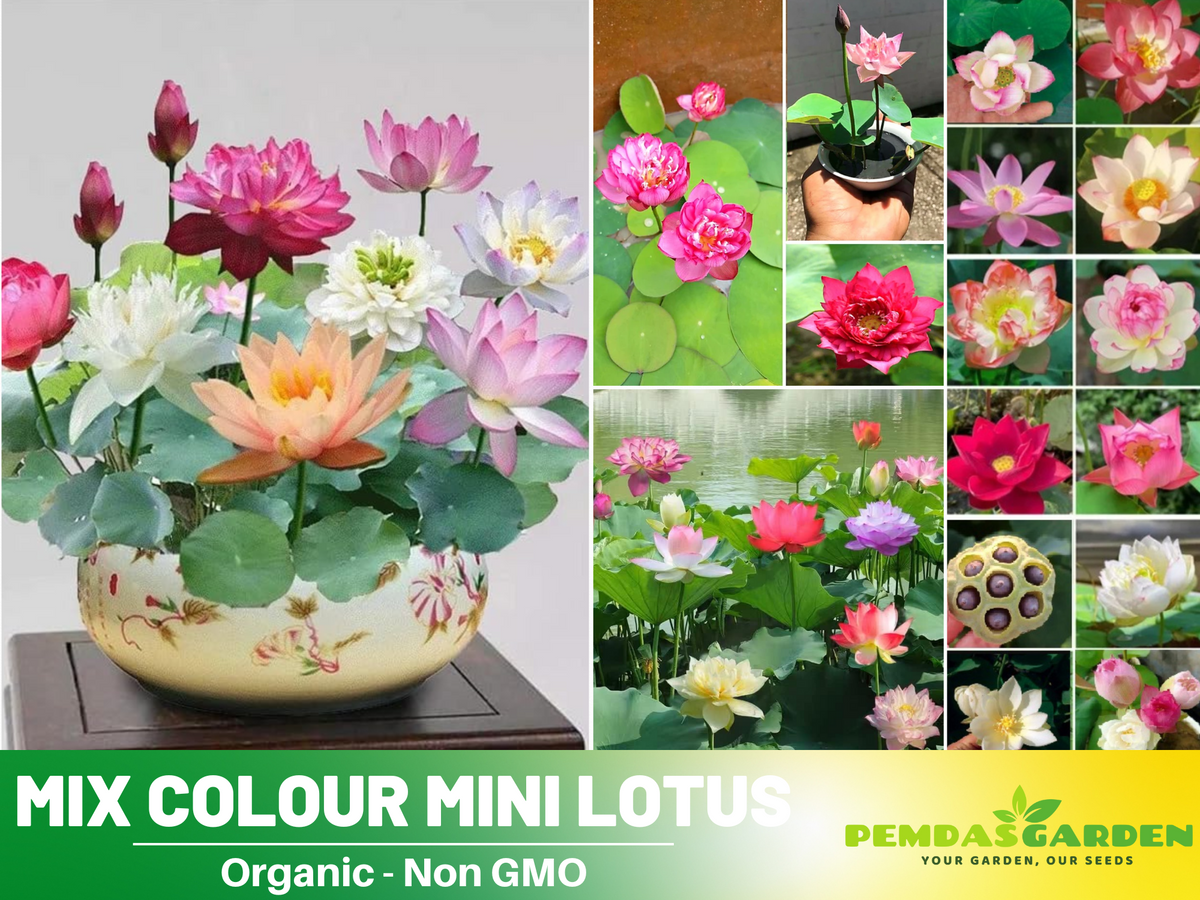 5+ Rare Seeds| Mix Colour Mini Lotus Seeds - Indian Lotus (Nelumbo nucifera) Seeds #Q067