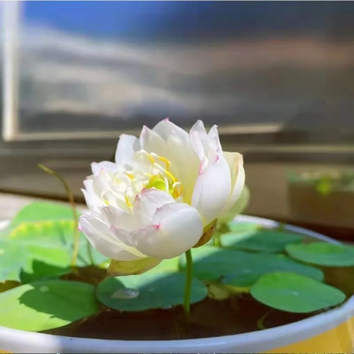 5+ Rare Seeds - Mix Colour Mini Lotus Seeds, Edible Seeds & Roots