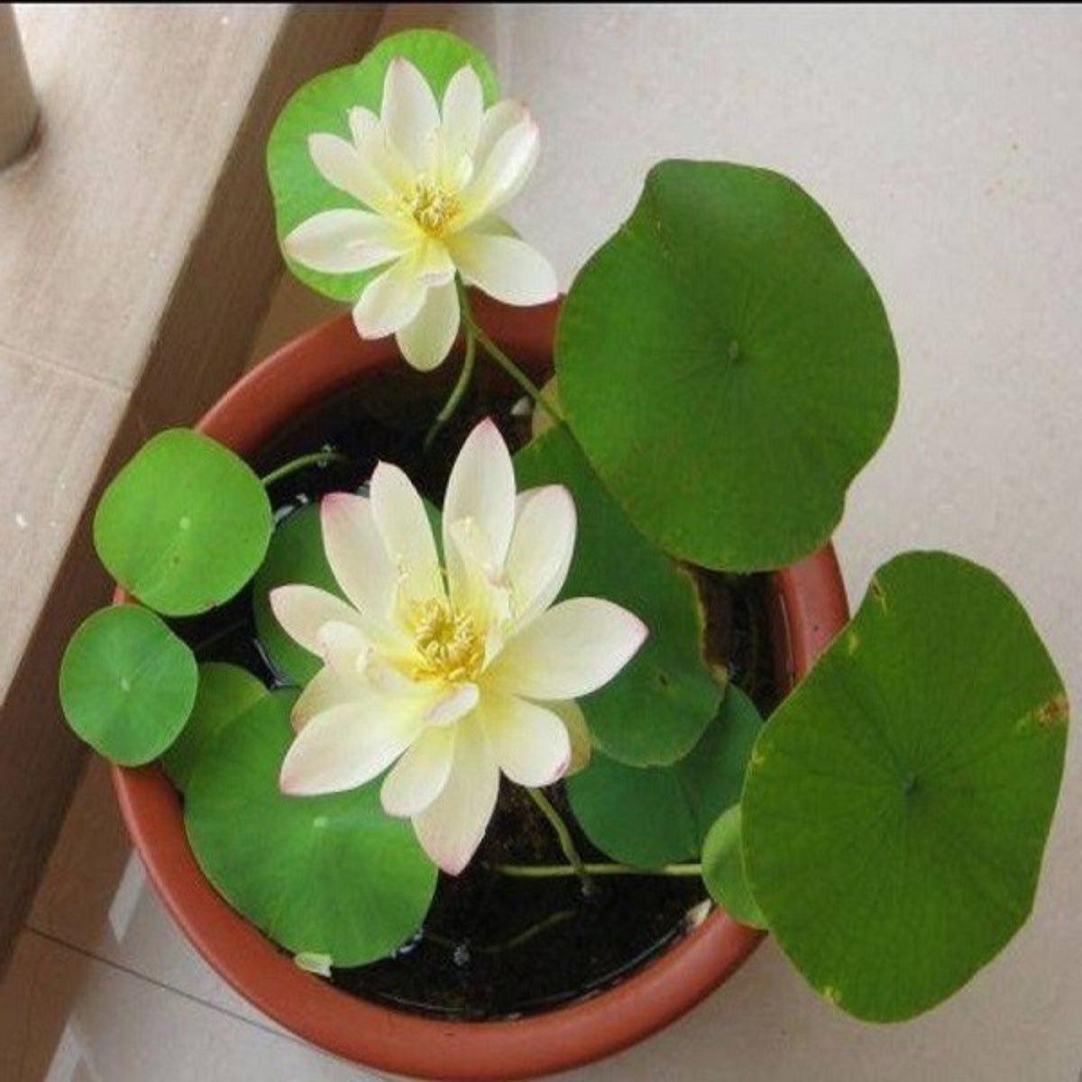 5+ Rare Seeds - Mix Colour Mini Lotus Seeds, Edible Seeds & Roots