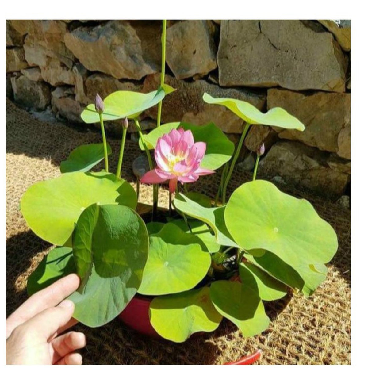 5+ Rare Seeds - Mix Colour Mini Lotus Seeds, Edible Seeds & Roots