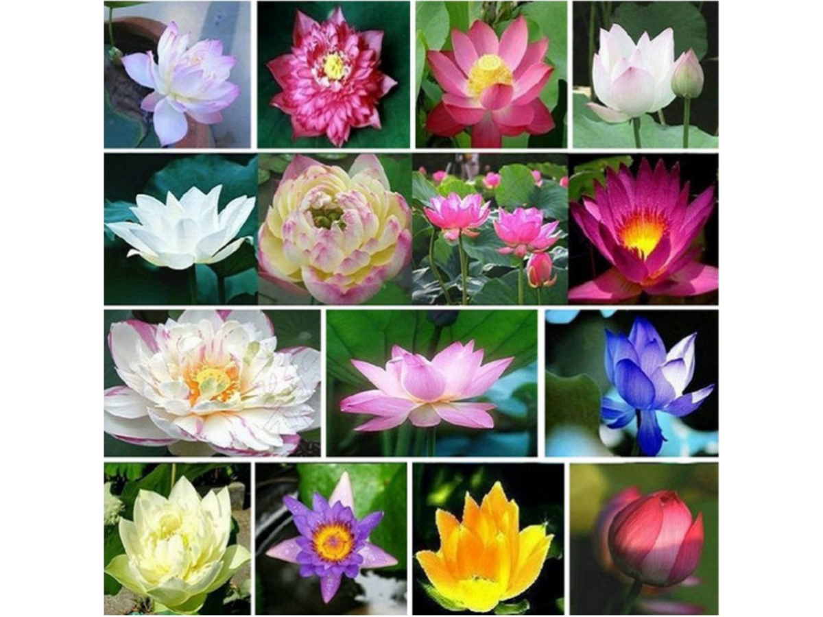 5+ Rare Seeds| Mix Colour Mini Lotus Seeds - Indian Lotus (Nelumbo nucifera) Seeds #Q067