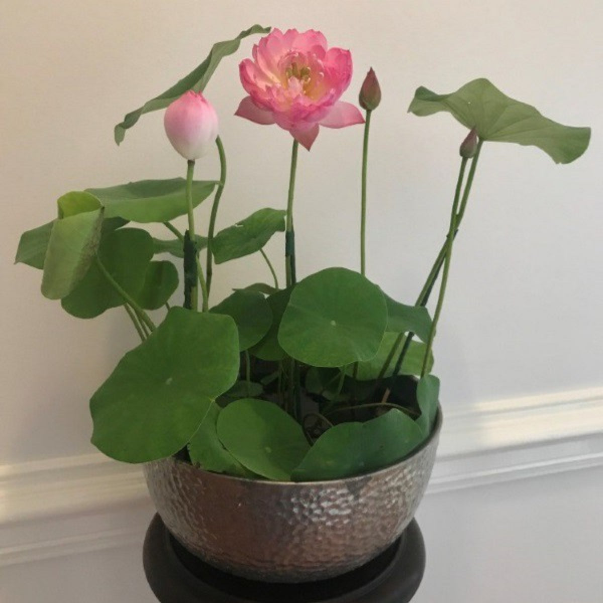 5+ Rare Seeds - Mix Colour Mini Lotus Seeds, Edible Seeds & Roots