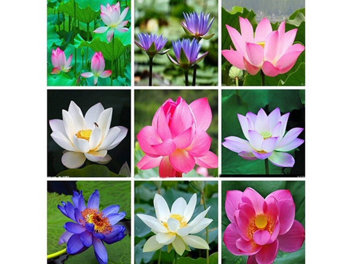 5+ Rare Seeds| Mix Colour Mini Lotus Seeds - Indian Lotus (Nelumbo nucifera) Seeds #Q067