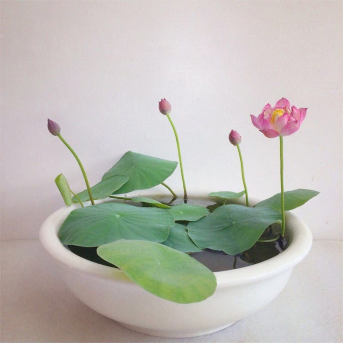 5+ Rare Seeds - Mix Colour Mini Lotus Seeds, Edible Seeds & Roots