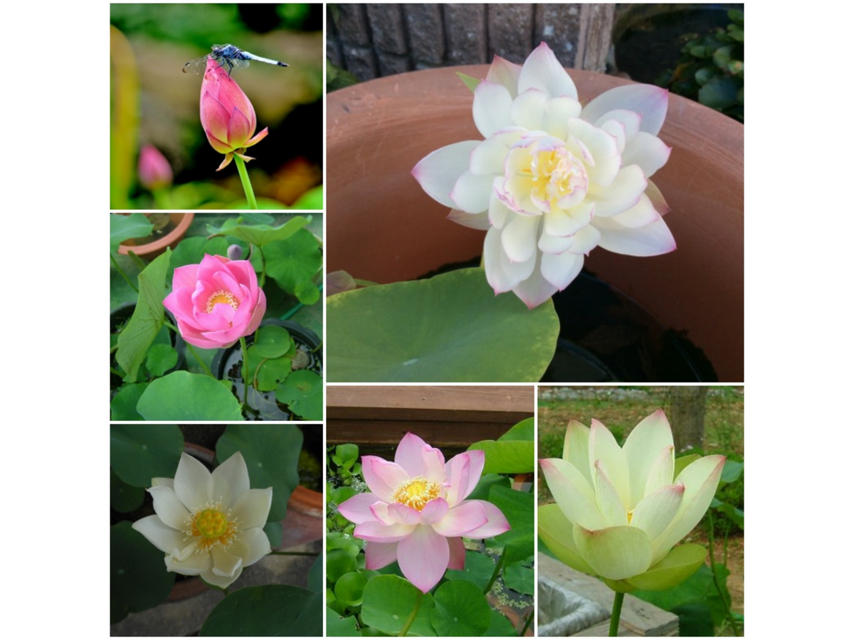 5+ Rare Seeds| Mix Colour Mini Lotus Seeds - Indian Lotus (Nelumbo nucifera) Seeds #Q067