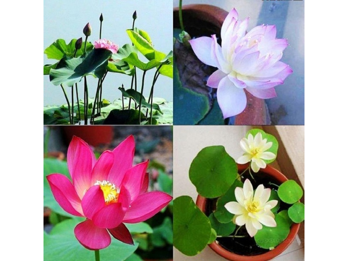 5+ Rare Seeds| Mix Colour Mini Lotus Seeds - Indian Lotus (Nelumbo nucifera) Seeds #Q067