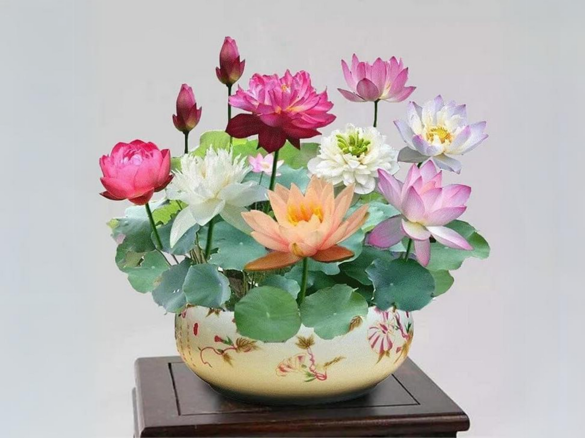 5+ Rare Seeds| Mix Colour Mini Lotus Seeds - Indian Lotus (Nelumbo nucifera) Seeds #Q067