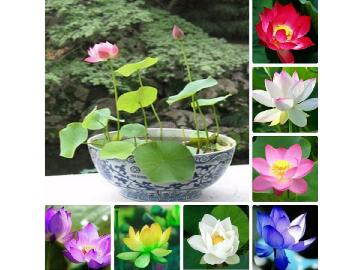 5+ Rare Seeds| Mix Colour Mini Lotus Seeds - Indian Lotus (Nelumbo nucifera) Seeds #Q067