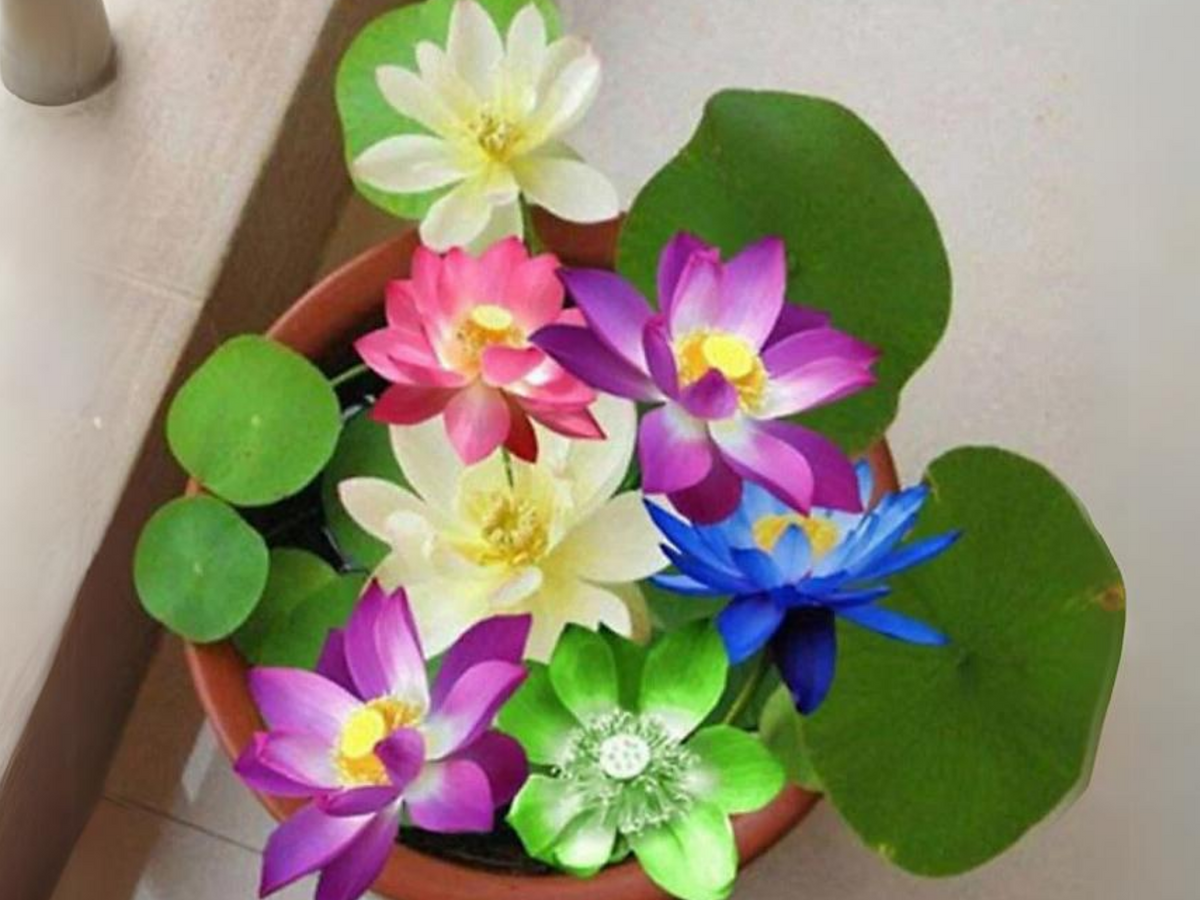 5+ Rare Seeds| Mix Colour Mini Lotus Seeds - Indian Lotus (Nelumbo nucifera) Seeds #Q067