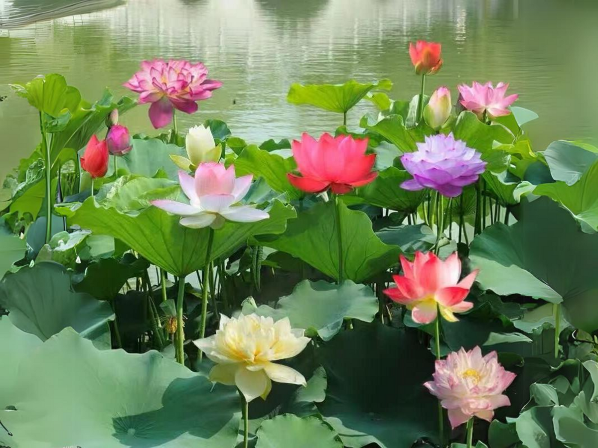 5+ Rare Seeds| Mix Colour Mini Lotus Seeds - Indian Lotus (Nelumbo nucifera) Seeds #Q067