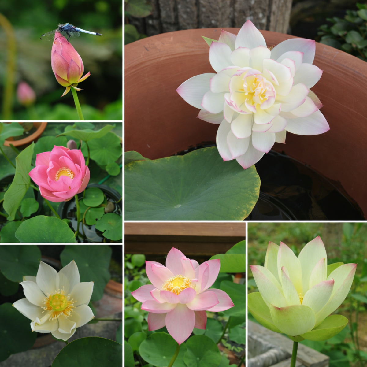5+ Rare Seeds - Mix Colour Mini Lotus Seeds, Edible Seeds & Roots