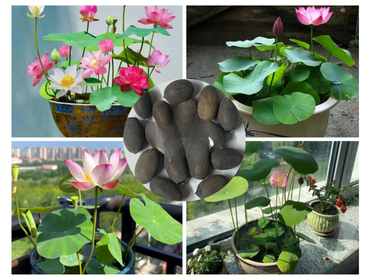 5+ Rare Seeds| Mix Colour Mini Lotus Seeds - Indian Lotus (Nelumbo nucifera) Seeds #Q067