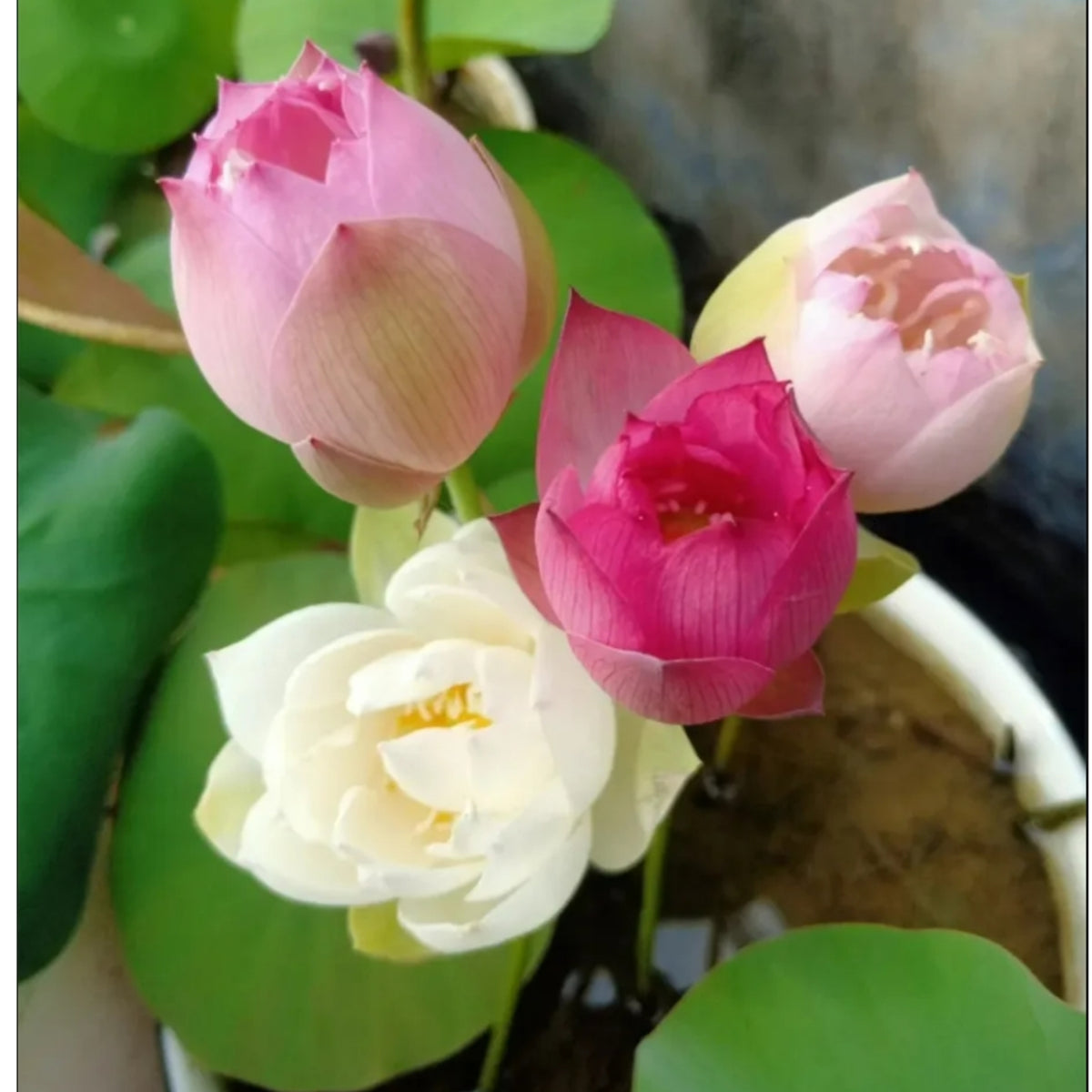 5+ Rare Seeds - Mix Colour Mini Lotus Seeds, Edible Seeds & Roots