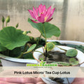 5+ Rare Seeds| Pink Lotus - Micro/ Tea Cup Lotus Seeds - Indian Lotus (Nelumbo nucifera) Seeds- Water Plant Seeds- Bean of India- Egyptian Lotus - Aquatic perennial- Fragrant flowers - Ornamental Pond & Container Plant #Q068