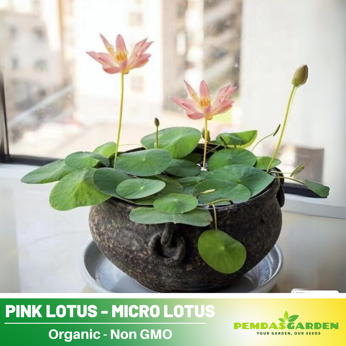 5+ Rare Seeds - Pink Lotus, Micro/ Tea Cup Lotus Seeds