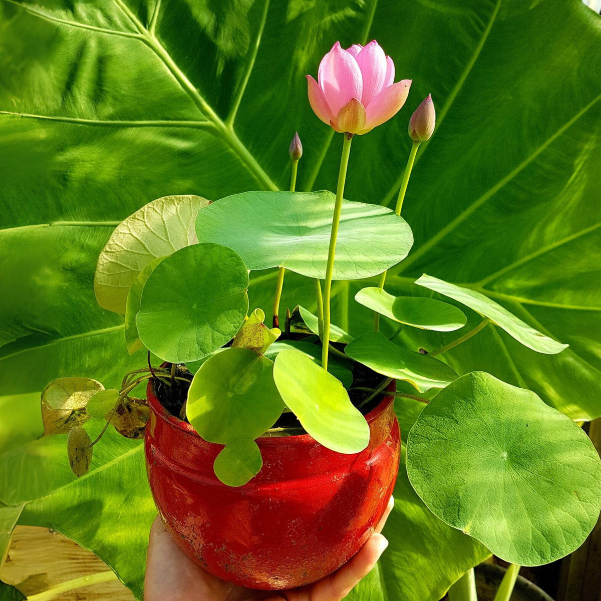 5+ Rare Seeds - Pink Lotus, Micro/ Tea Cup Lotus Seeds