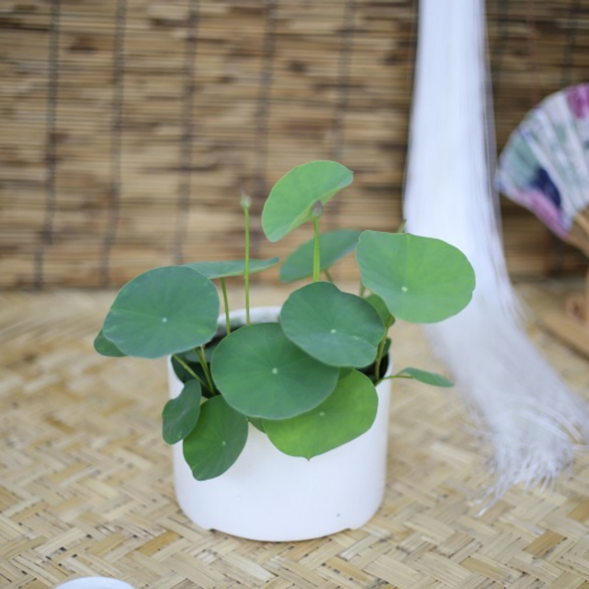 5+ Rare Seeds - Pink Lotus, Micro/ Tea Cup Lotus Seeds
