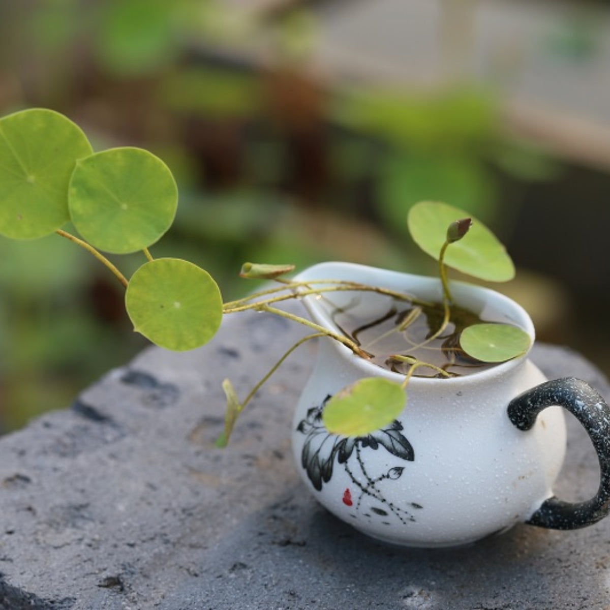 5+ Rare Seeds - Pink Lotus, Micro/ Tea Cup Lotus Seeds