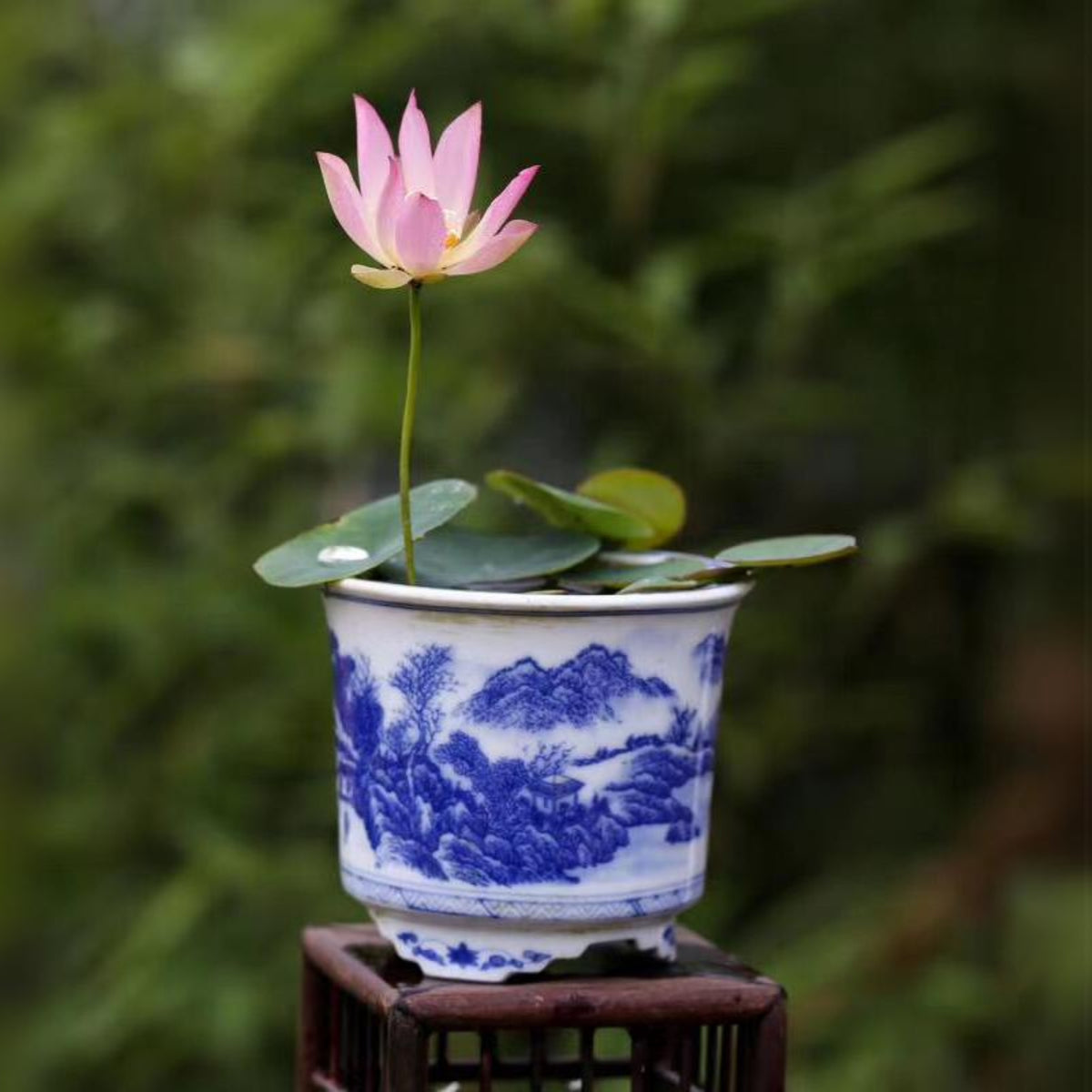 5+ Rare Seeds - Pink Lotus, Micro/ Tea Cup Lotus Seeds