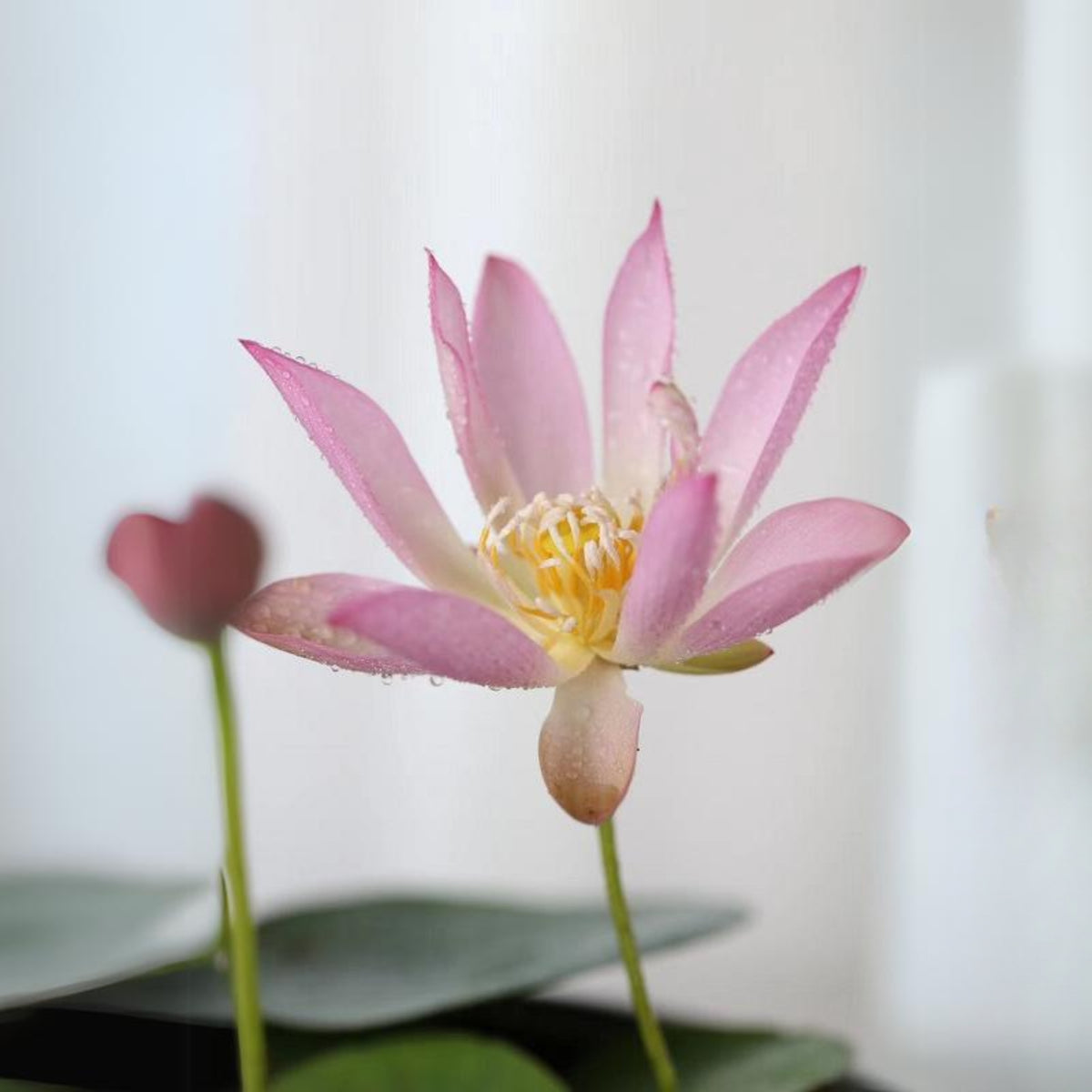 5+ Rare Seeds - Pink Lotus, Micro/ Tea Cup Lotus Seeds