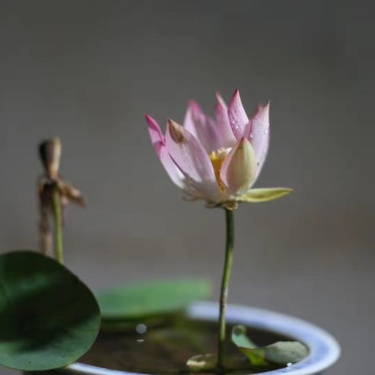 5+ Rare Seeds - Pink Lotus, Micro/ Tea Cup Lotus Seeds