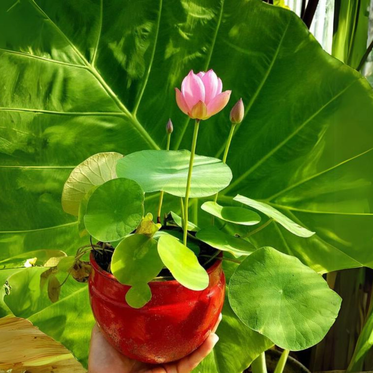5+ Rare Seeds - Pink Lotus, Micro/ Tea Cup Lotus Seeds