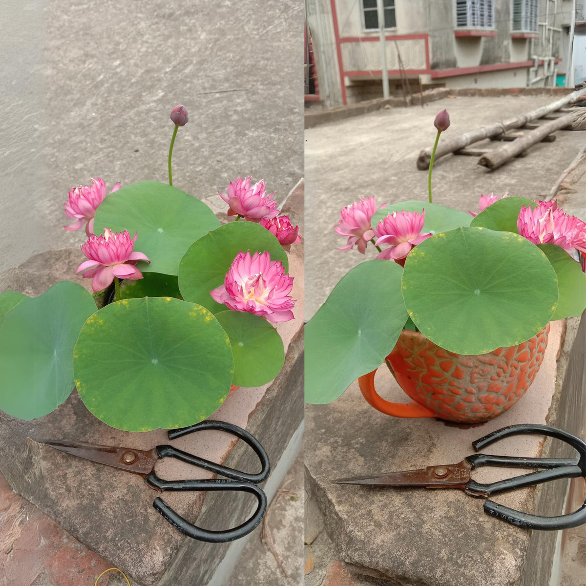 5+ Rare Seeds - Pink Lotus, Micro/ Tea Cup Lotus Seeds