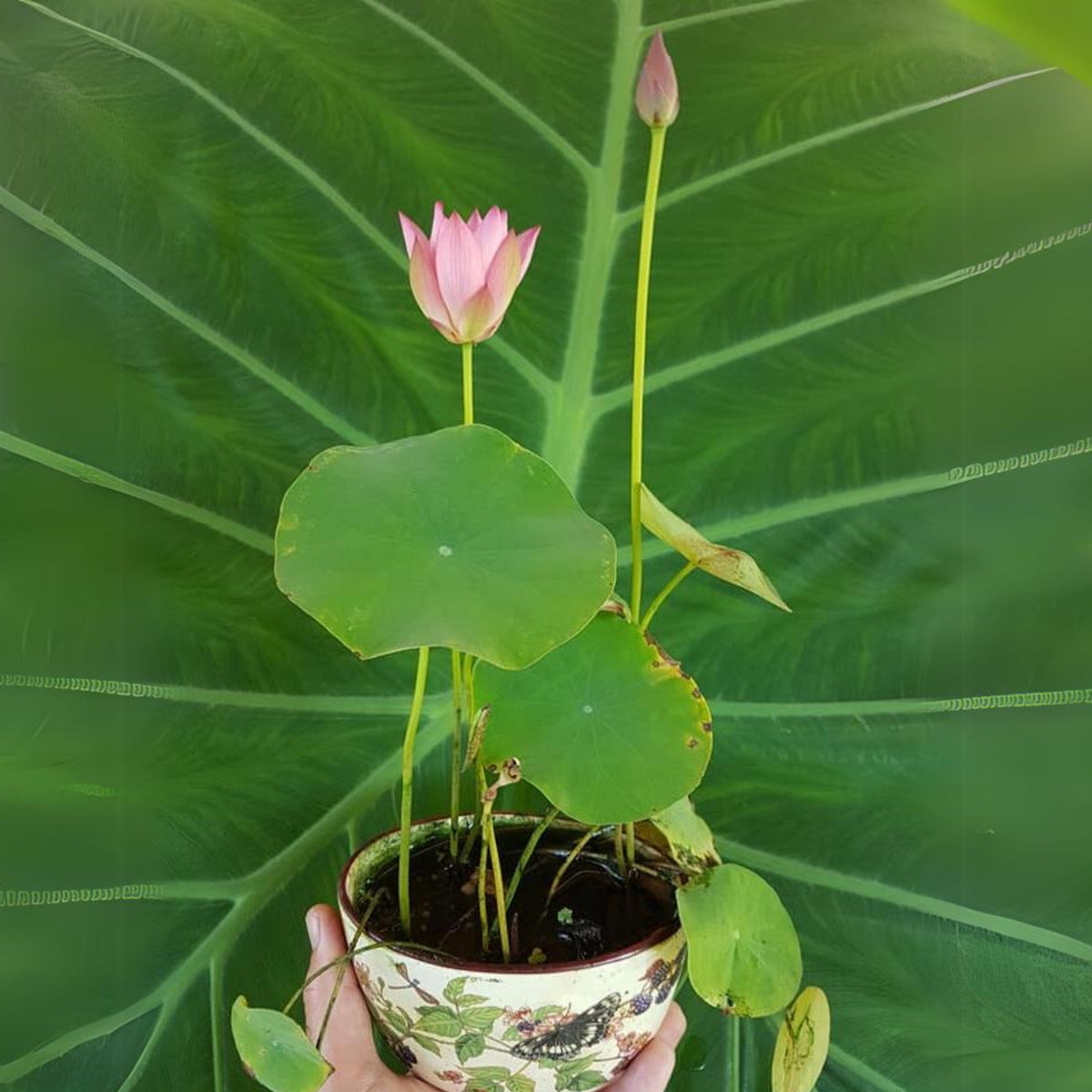 5+ Rare Seeds - Pink Lotus, Micro/ Tea Cup Lotus Seeds