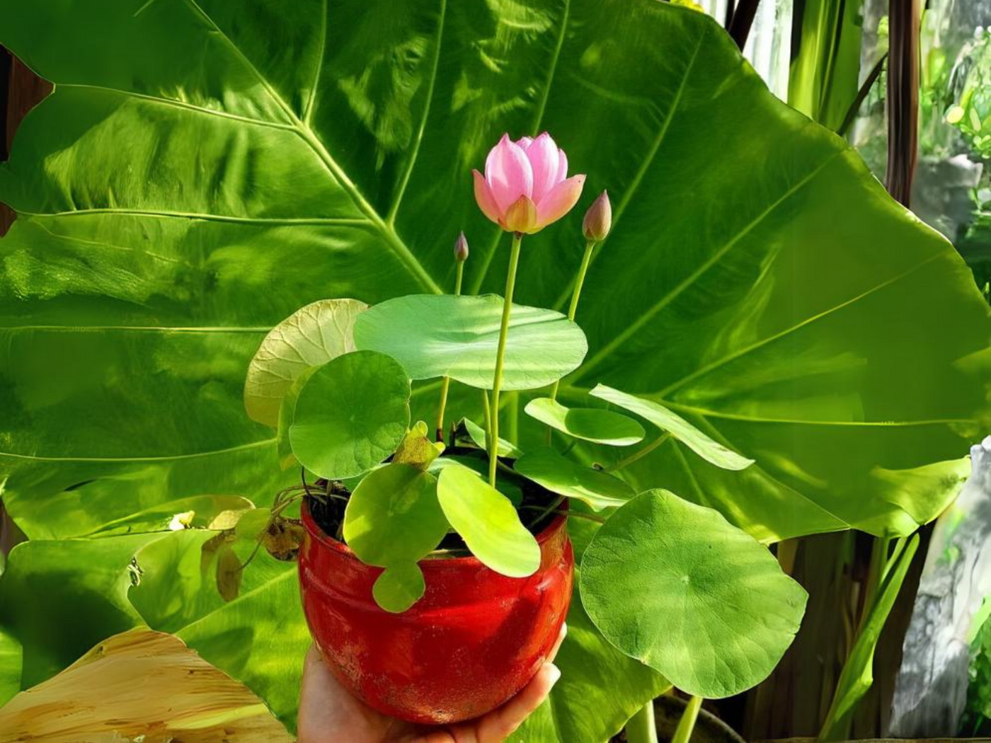 lotus plant seeds 5+ Rare Seeds| Pink Lotus - Micro/ Tea Cup Lotus Seeds