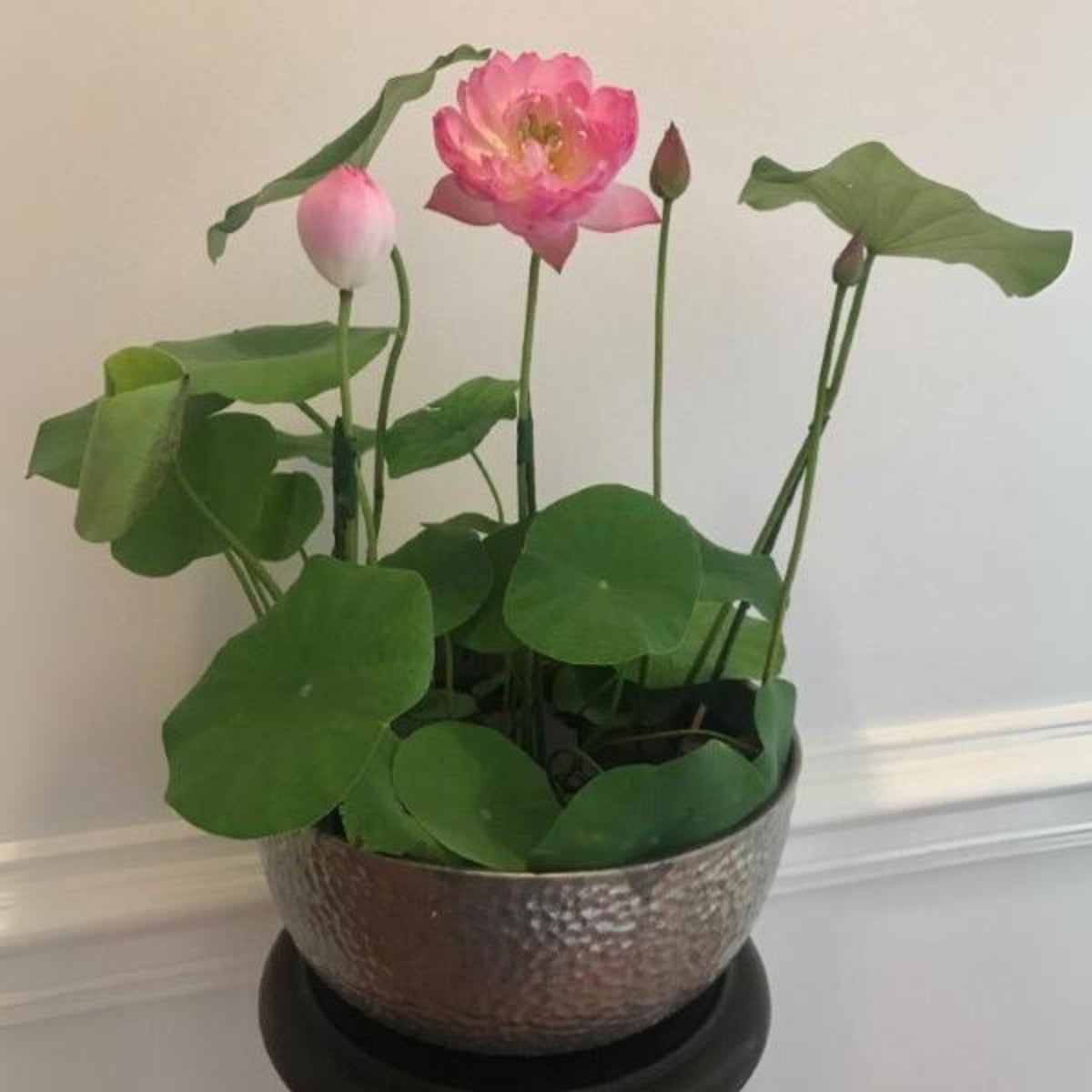5+ Rare Seeds - Pink Lotus, Micro/ Tea Cup Lotus Seeds