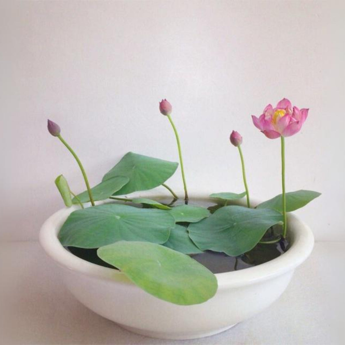 5+ Rare Seeds - Pink Lotus, Micro/ Tea Cup Lotus Seeds