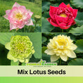 5+ Rare Seeds| Mix Lotus Seeds - Indian Lotus (Nelumbo nucifera) Seeds - Aquatic Perennial Water Plant with Fragrant Flowers, Edible Seeds & Roots, Egyptian Lotus, Bean of India, Ornamental Pond & Container Plant#Q069