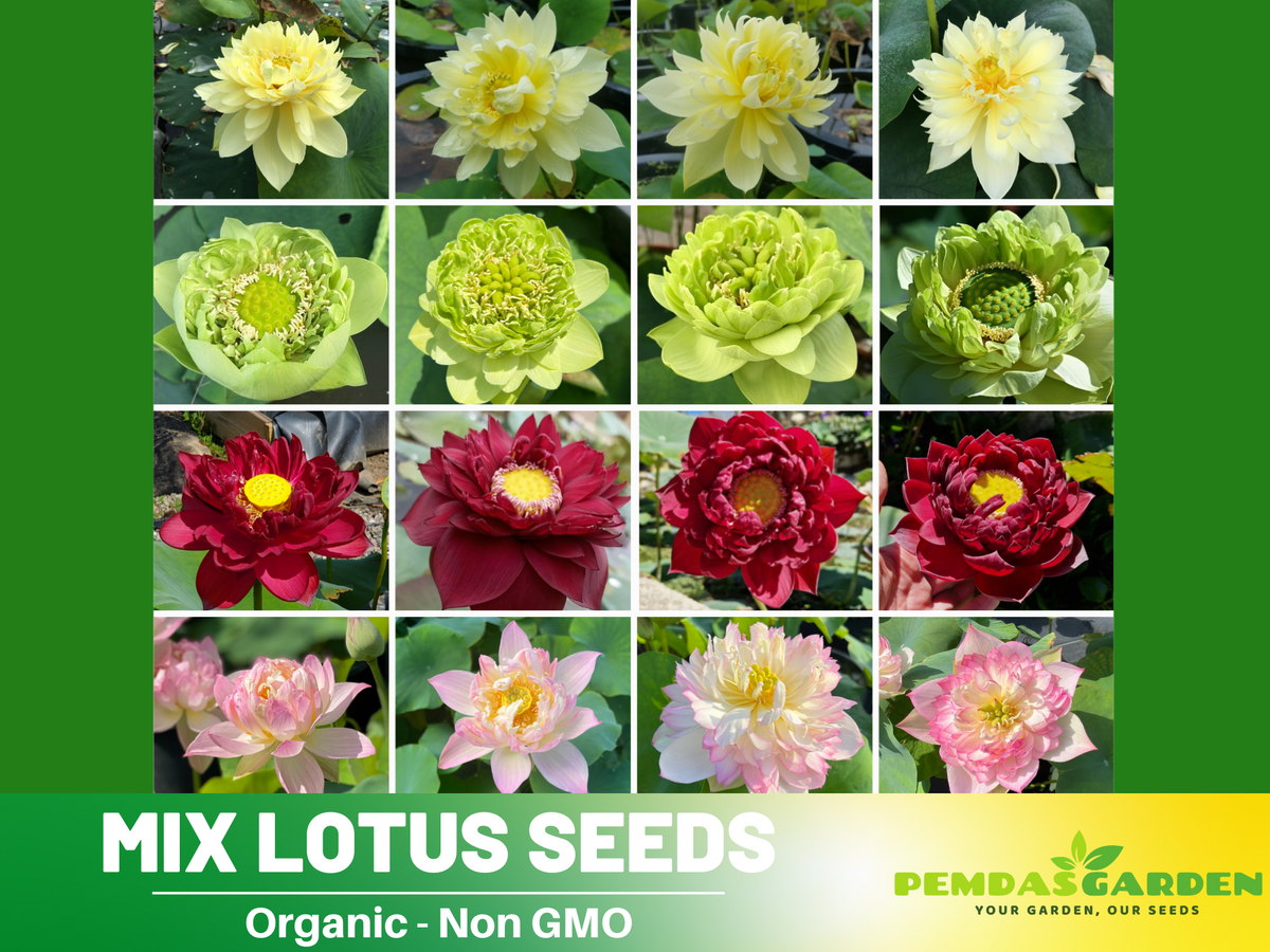 5+ Rare Seeds| Mix Lotus Seeds - Indian Lotus (Nelumbo nucifera) Seeds #Q069