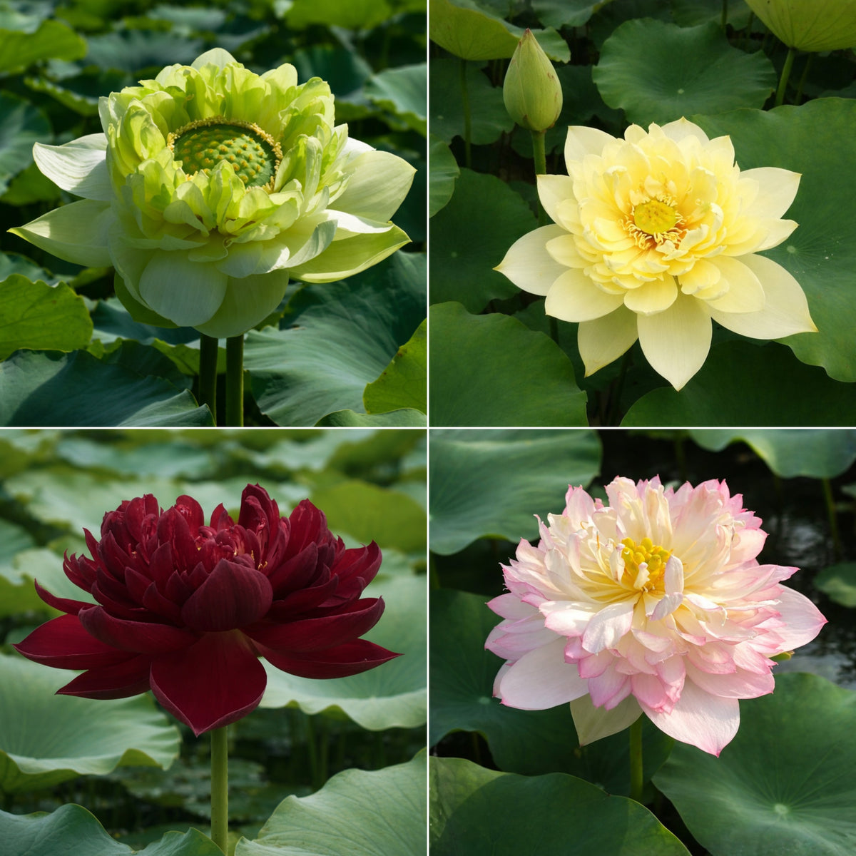 5+ Rare Seeds - Mix Lotus Seeds, Edible Seeds & Roots