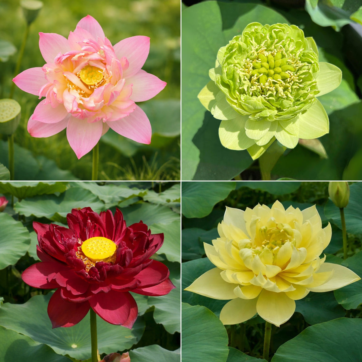 5+ Rare Seeds - Mix Lotus Seeds, Edible Seeds & Roots