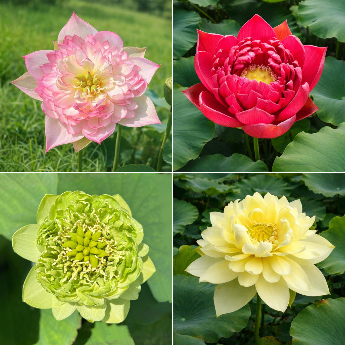 5+ Rare Seeds - Mix Lotus Seeds, Edible Seeds & Roots
